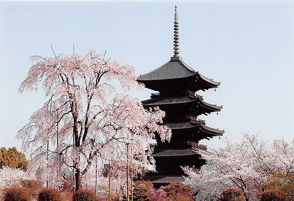 東寺（教王護国寺）-不二桜と五重塔