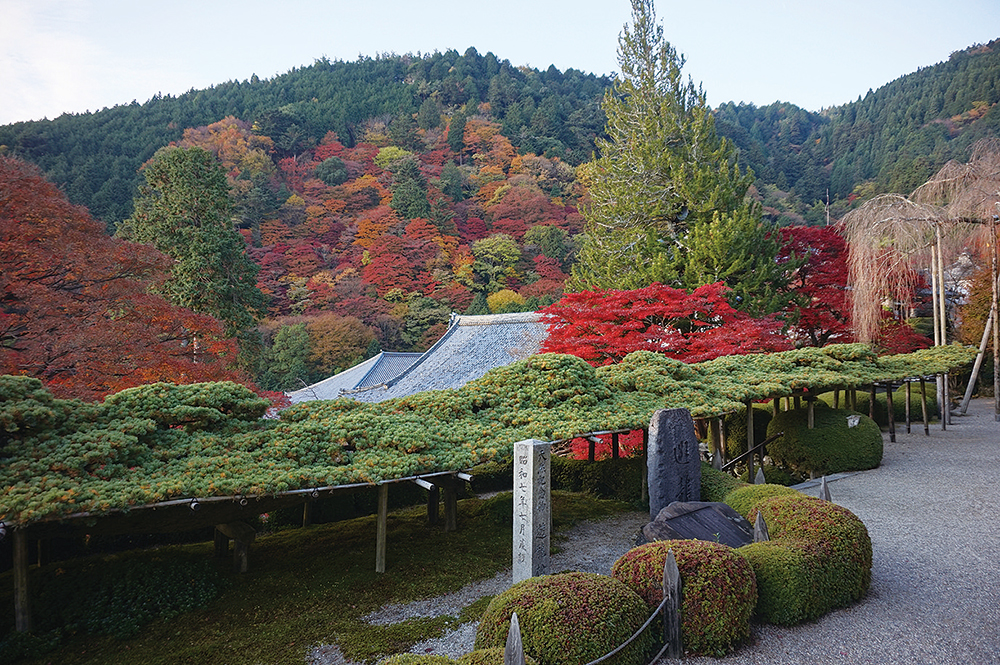 善峯寺-遊龍の松と紅葉