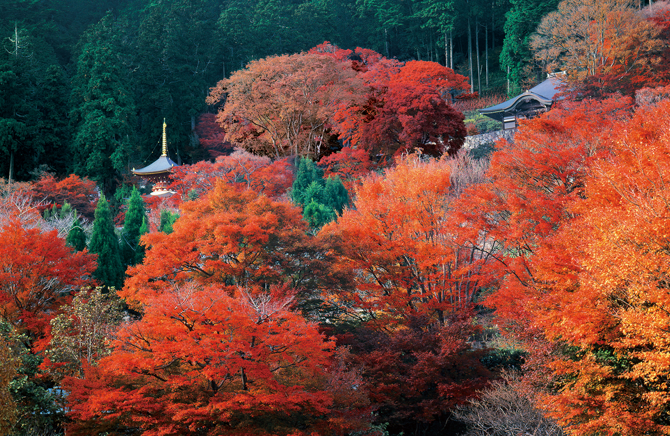 勝尾寺-紅葉の境内