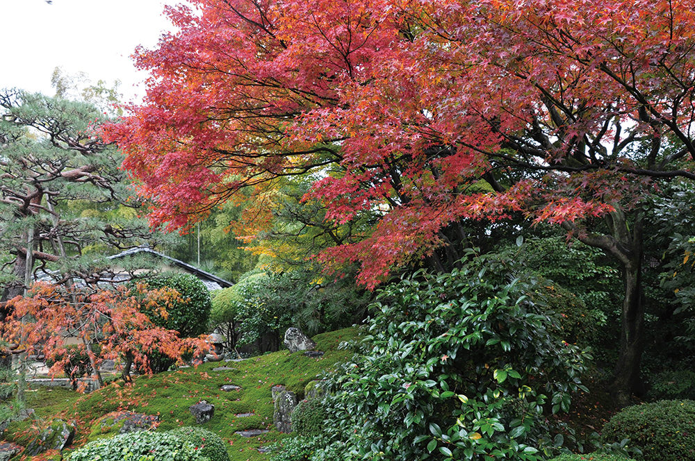 宝鏡寺-和宮ゆかりの鶴亀庭