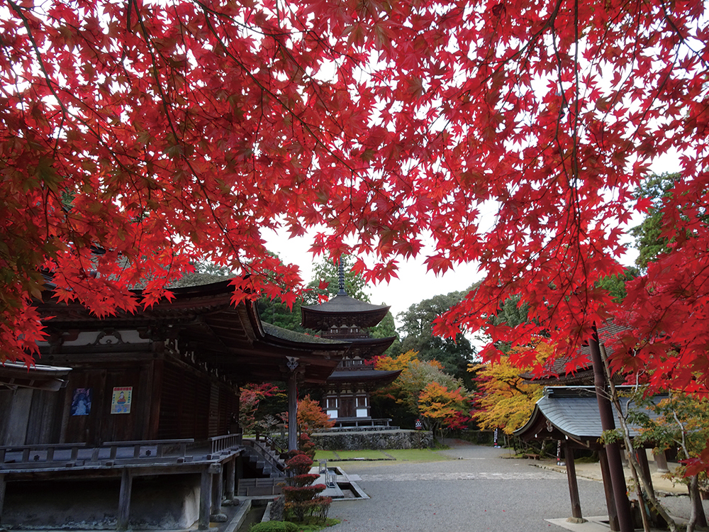 西明寺-紅葉に染まる境内