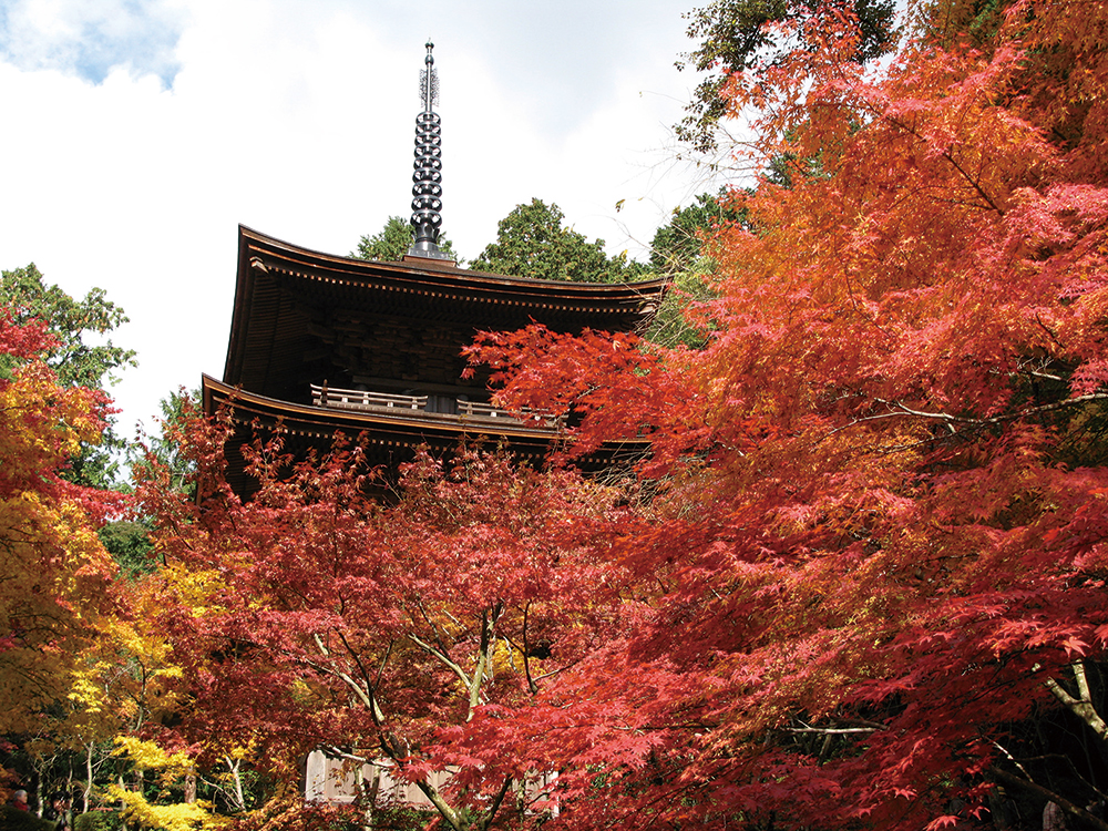 金剛輪寺-紅葉の三重塔