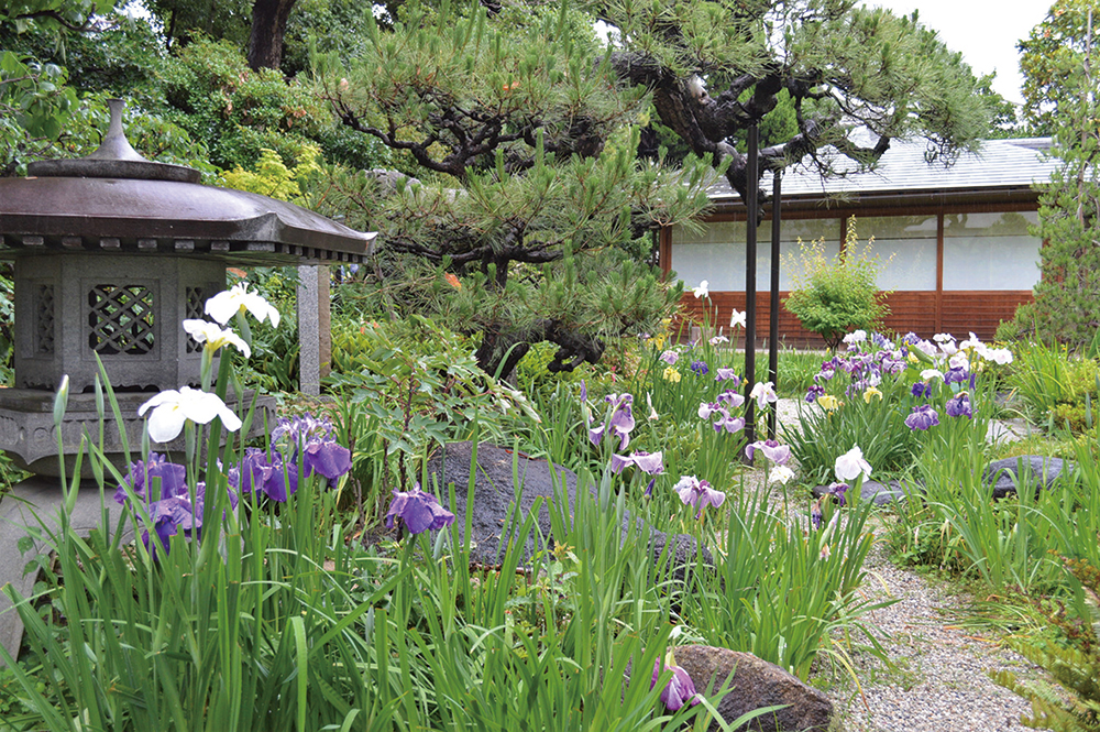 法樂寺-花菖蒲