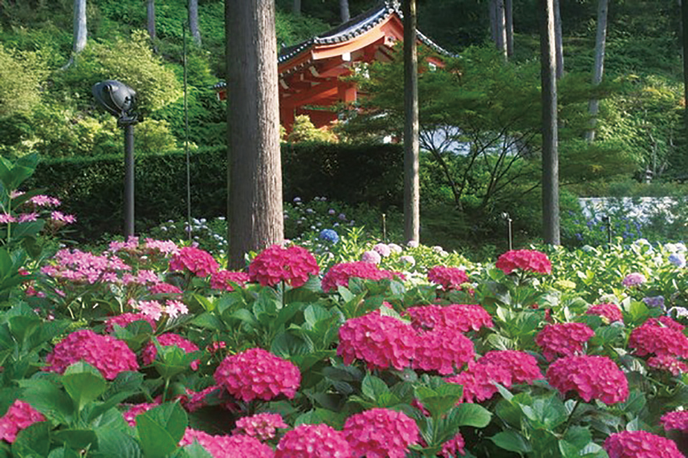 三室戸寺-あじさい園