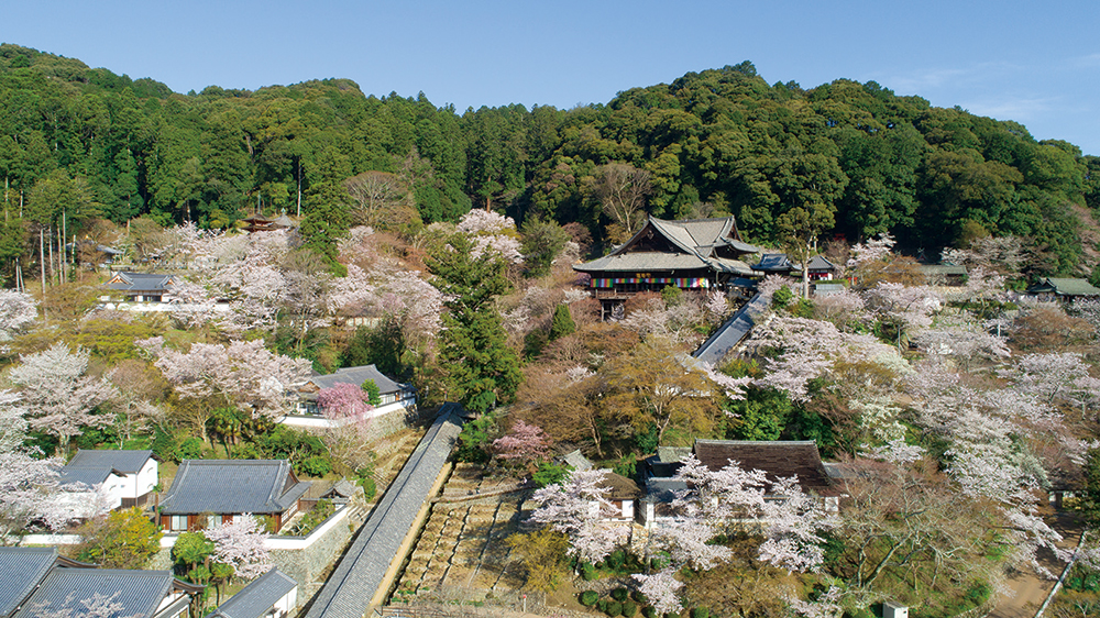 長谷寺-春の境内