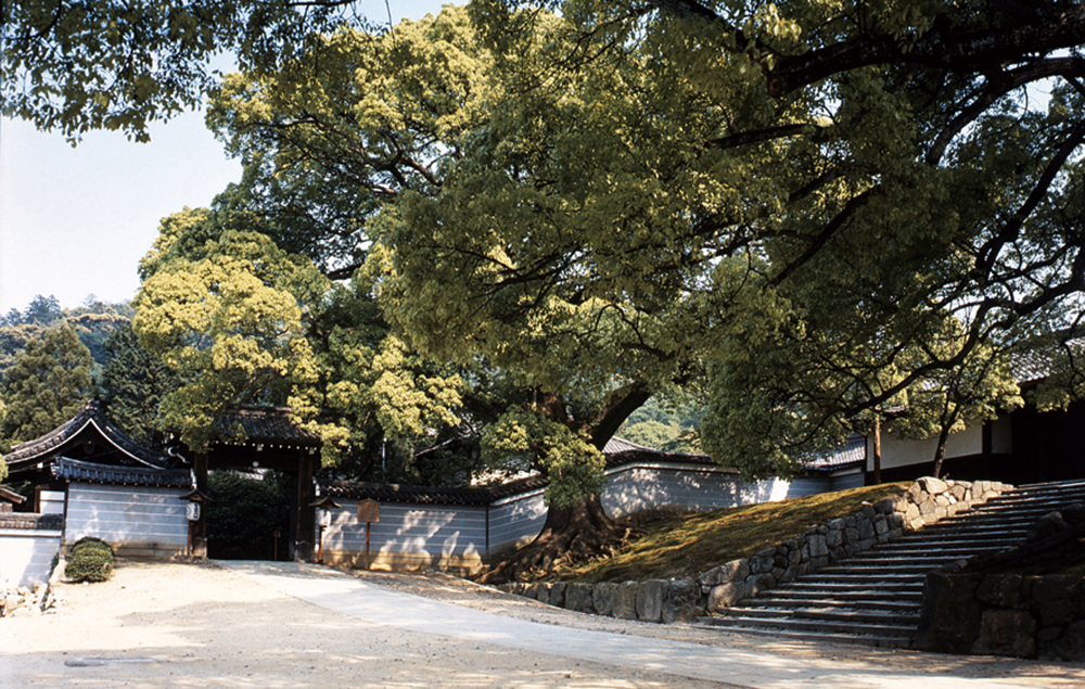 青蓮院-門前の大楠