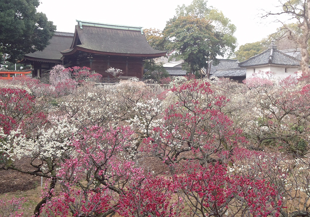 道明寺天満宮-社殿裏の梅園