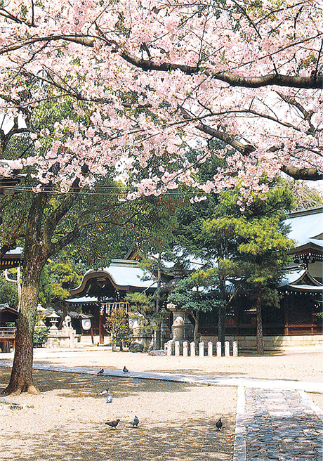 御靈神社-境内の桜