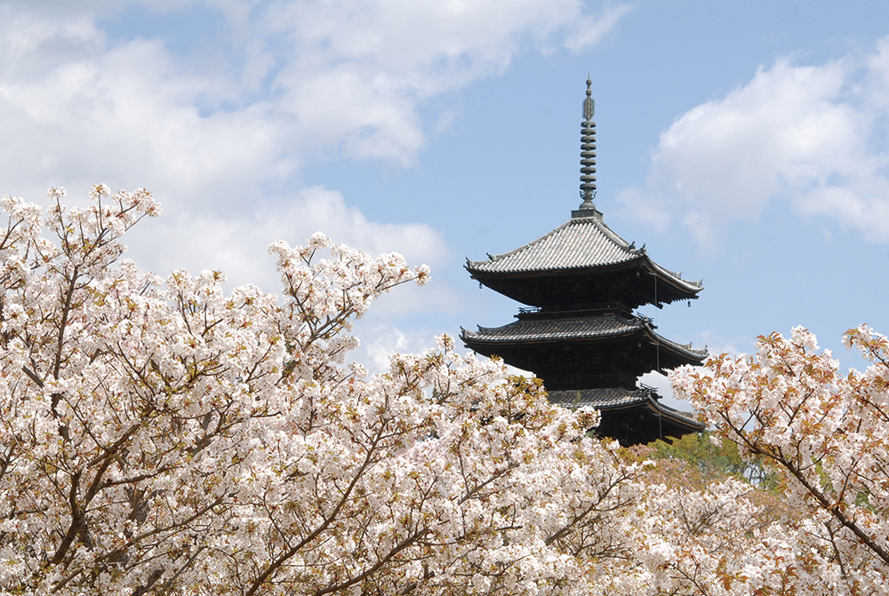 仁和寺-御室桜