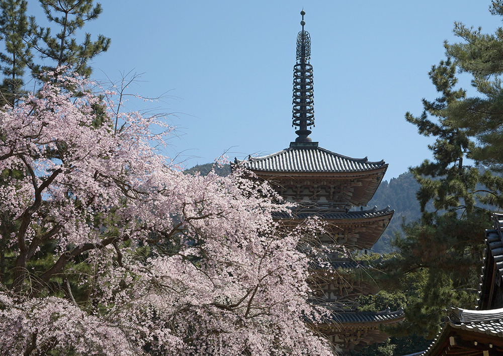 醍醐寺-五重塔と桜