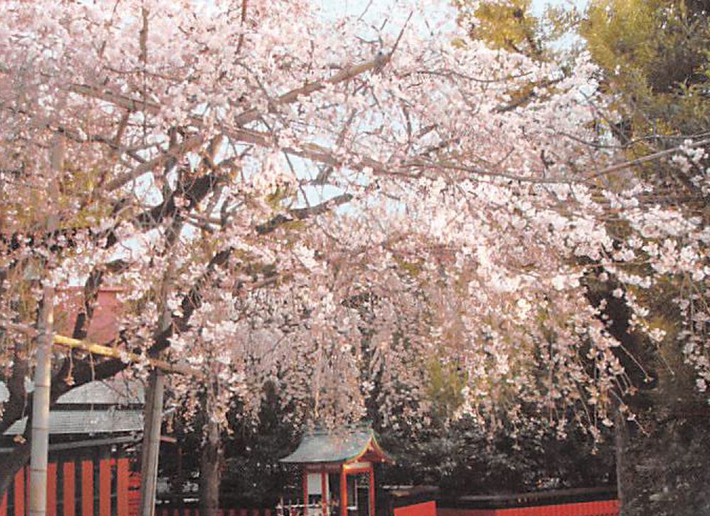 車折神社-渓仙桜