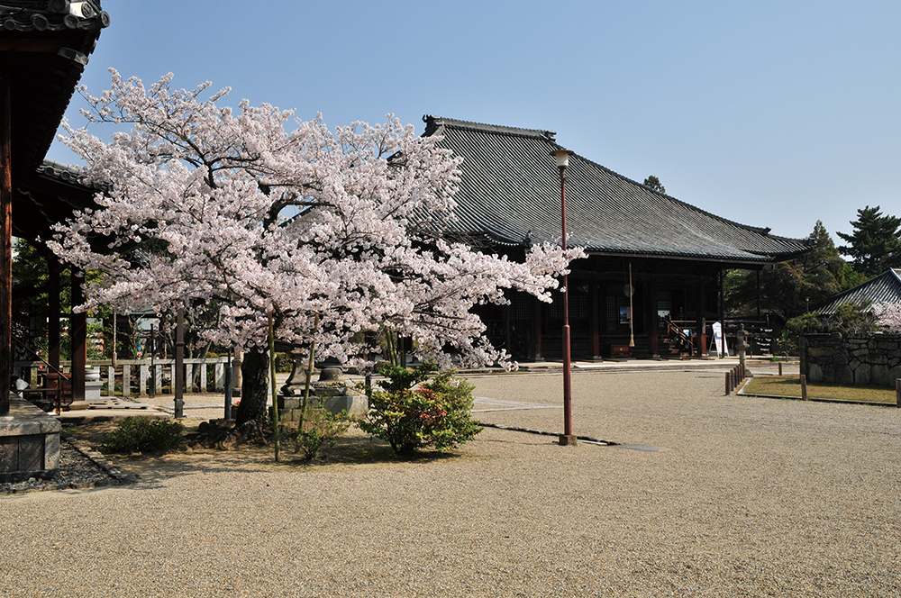 西大寺-境内に咲く桜