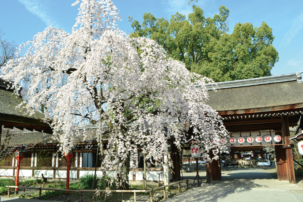 平野神社-境内の魁桜